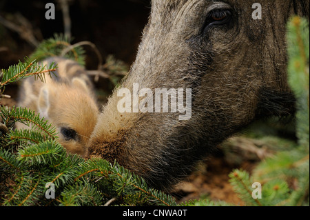 Wildschwein, Schwein, Wildschwein (Sus Scrofa), zwei Tage alt Shoat mit Mutter, Deutschland Stockfoto