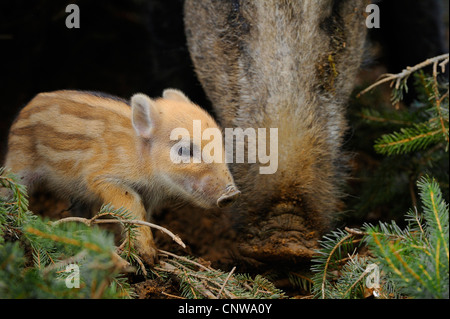 Wildschwein, Schwein, Wildschwein (Sus Scrofa), zwei Tage alt Shoat mit Mutter, Deutschland Stockfoto