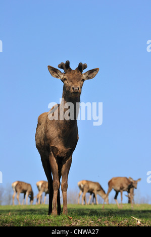 Rothirsch (Cervus Elaphus), stehend auf einer sonnigen Wiese mit Herde im Hintergrund, Deutschland Stockfoto