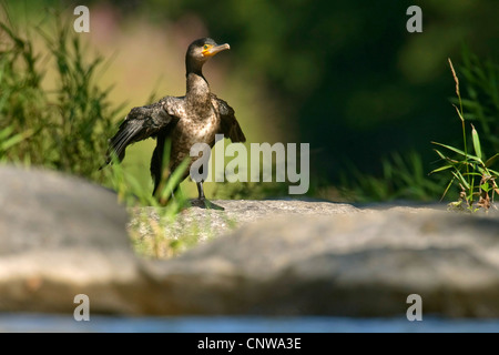 Kormoran (Phalacrocorax Carbo), auf einem Felsen am Fluss mit den Flügeln zu verbreiten, Deutschland, Rheinland-Pfalz, NSG Muhlau Stockfoto