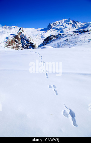 blauer Hase, Schneehase, weißen Hasen, eurasische arktische Hasen (Lepus Timidus), Hase Spuren im Monte Rosa, Dufourspitze - 4634 m, Schweiz Stockfoto