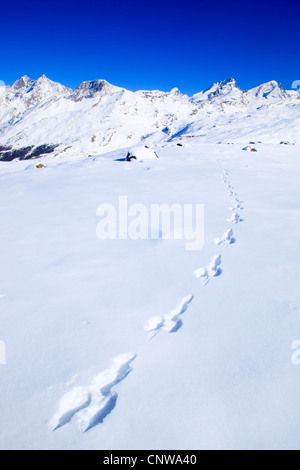 blauer Hase, Schneehase, weißen Hasen, eurasische arktische Hasen (Lepus Timidus), Hasenspuren Im Schnee, Dom - 4545 m, Taeschhorn - 4404 m, Alphubel - 4206 m, Allalinhorn - 4027 m, Rimpfischhorn - 4199 m, Strahlhorn - 4190 m, Schweiz Stockfoto