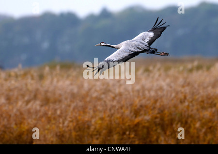 Kraniche (Grus Grus), gleiten über Auenlandschaft, Deutschland, Mecklenburg-Vorpommern, Rügen-Bock-Region Stockfoto