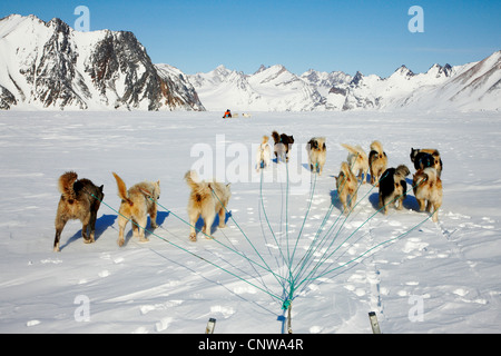 Grönlandhund (Canis Lupus F. Familiaris), Hundeschlitten in Winterlandschaft, Grönland, Ostgroenland, Tunu, Kalaallit Nunaat, Liverpool Land, Kap Hoegh, Horsens Fjord Stockfoto