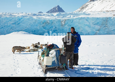 Grönlandhund (Canis Lupus F. Familiaris), Emmanuel Gletscher, Grönland, Ostgroenland, Tunu, Kalaallit Nunaat, Liverpool Land ruhen Stockfoto