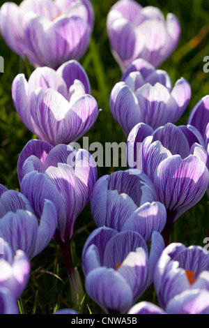 Frühling Krokusse Montrose Scotland UK Stockfoto