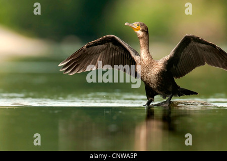 Kormoran (Phalacrocorax Carbo), sitzt auf einem Felsen in einem Fluss verbreiten die Flügel trocknen das Gefieder, Deutschland, Rheinland-Pfalz, NSG Muhlau Stockfoto