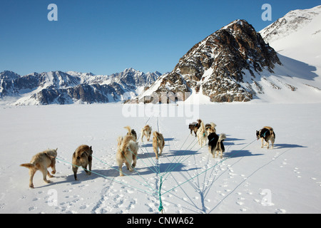 Grönlandhund (Canis Lupus F. Familiaris), Hundeschlitten in Winterlandschaft, Grönland, Ostgroenland, Tunu, Kalaallit Nunaat, Liverpool Land Lillefjord Stockfoto