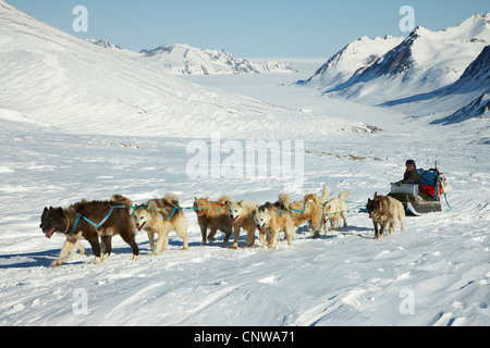 Grönlandhund (Canis Lupus F. Familiaris), Reise mit Hundeschlitten zum Gletscher, Grönland, Ostgroenland, Tunu, Kalaallit Nunaat, Liverpool Land Lillefjord Stockfoto
