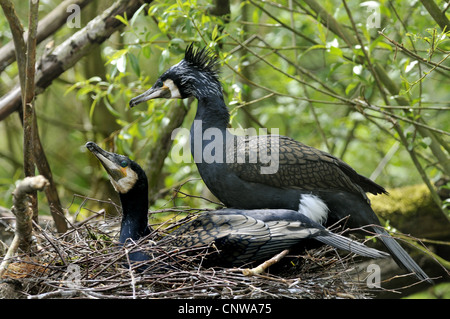 Kormoran (Phalacrocorax Carbo), zwei Individuen in das Nest, Deutschland Stockfoto