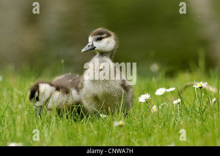 Nilgans (Alopochen Aegyptiacus), junge Küken auf einer Wiese, Deutschland Stockfoto