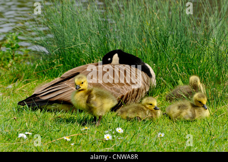 Kanadagans (Branta Canadensis), Erwachsene mit Küken Sonnenbaden, Deutschland Stockfoto