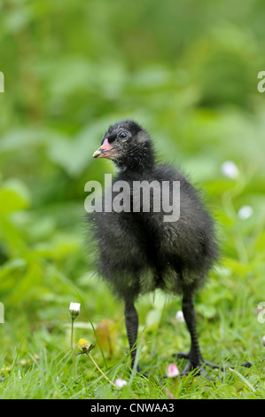 Teichhuhn (Gallinula Chloropus), junge Küken auf einer Wiese, Deutschland Stockfoto