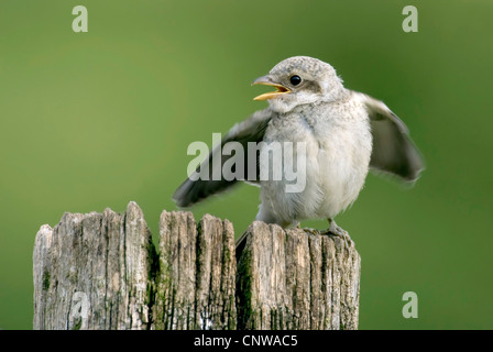 Neuntöter (Lanius Collurio), junge Neuntöter warten auf Essen, Deutschland, Rheinland-Pfalz, Westerwald Stockfoto