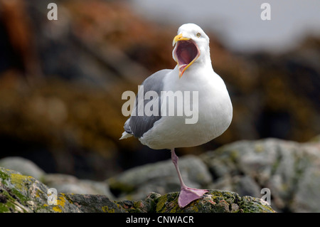 Silbermöwe (Larus Argentatus), mit der Aufforderung, Norwegen Stockfoto