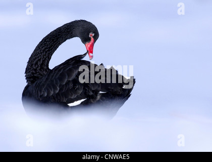 schwarzer Schwan (Cygnus olor), im Schnee putzen, Deutschland, Nordrhein-Westfalen Stockfoto