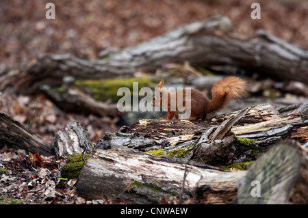 Eichhörnchen auf Futtersuche auf einem Waldboden Stockfoto