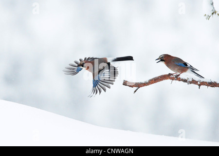 Jay (Garrulus Glandarius), zwei Vögel im Winter, Norwegen, Namdal, Troendelag, Flatanger Lauvsnes Stockfoto