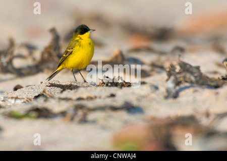 Unter der Leitung von dunklen Bachstelze, Grey-headed Bachstelze, Schafstelze (Motacilla Flava Thunbergi), am Strand, Deutschland, Schleswig-Holstein, Helgoland Stockfoto