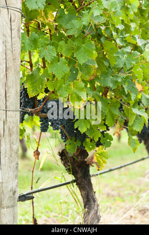 Reife Rotweintrauben direkt vor der Ernte in der Sommersonne Stockfoto