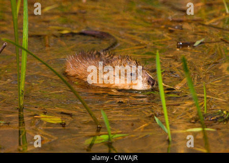 Bisamratte (Ondatra Zibethica), Schwimmen im flachen Wasser in Ufernähe, Schweiz Stockfoto