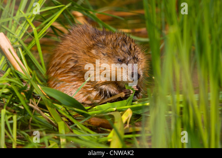 Bisamratte (Ondatra Zibethica), sitzen am Ufer des ein Wasser Essen verlässt der Binsen, Schweiz, Sankt Gallen, Bodensee Stockfoto