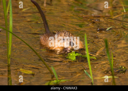 Bisamratte (Ondatra Zibethica), Schwimmen im flachen Wasser nahe an der Küste Essen Blätter Binsen, Schweiz Stockfoto