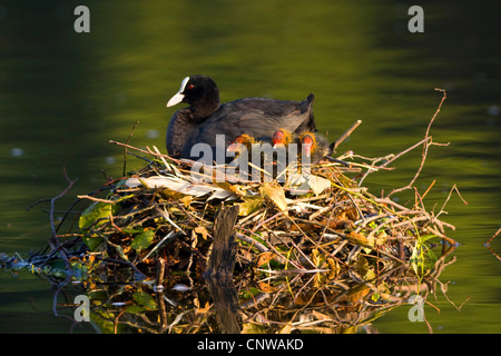 schwarzen Blässhuhn (Fulica Atra), Erwachsene sitzen auf dem Nest in einem ruhigen Wasser mit drei Küken, Schweiz Stockfoto