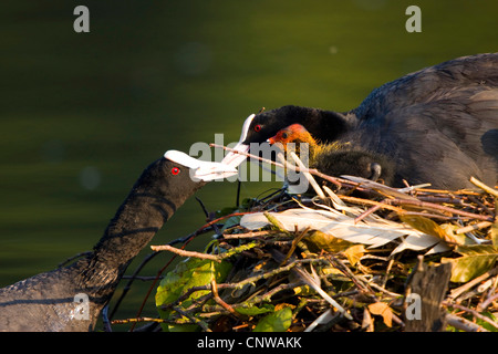Partner bringt schwarz Blässhuhn (Fulica Atra), Erwachsene und Küken auf dem Nest in einem ruhigen Wasser sitzen, Essen, Schweiz Stockfoto