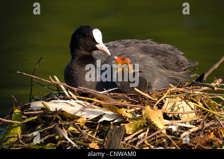 schwarzen Blässhuhn (Fulica Atra), Erwachsene sitzen auf dem Nest in einem ruhigen Wasser Fütterung eine Küken, Schweiz Stockfoto