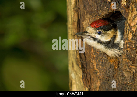 Buntspecht (Picoides großen, großen Dendrocopos), juvenile Blick aus der Verschachtelung Loch, Schweiz Stockfoto