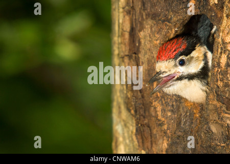 Großen beschmutzt Specht (Picoides großen, großen Dendrocopos), juvenile suchen aus dem Loch, Verschachtelung, Berufung, Schweiz Stockfoto