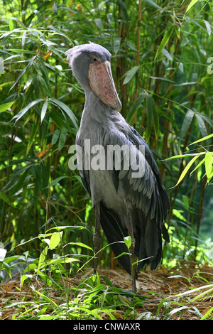 Unter der Leitung von Wal Storch, Schuhschnabel (Balaeniceps Rex), stehend in Bambus Stockfoto