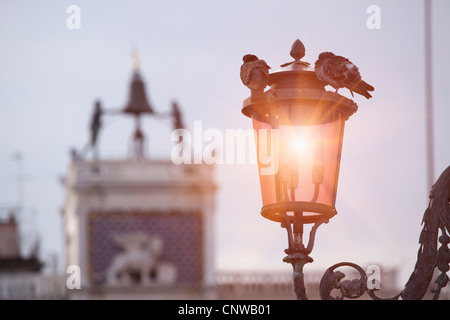 Vögel sitzen auf städtische Straßenlaterne Stockfoto