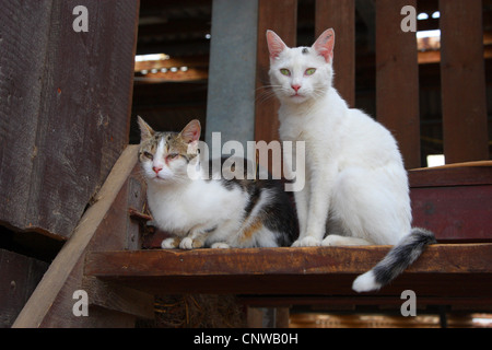 Hauskatze, Hauskatze (Felis Silvestris F. Catus), zwei Katzen, die auf eine hölzerne Treppe, Deutschland Stockfoto