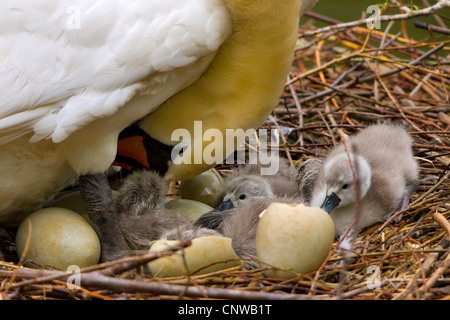 Höckerschwan (Cygnus Olor), in seinem Nest mit Küken und Eierschalen, Schweiz, Sankt Gallen Stockfoto