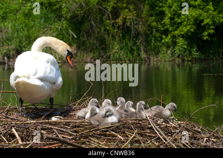 Höckerschwan (Cygnus Olor), in seinem Nest mit Küken, Schweiz, Sankt Gallen Stockfoto