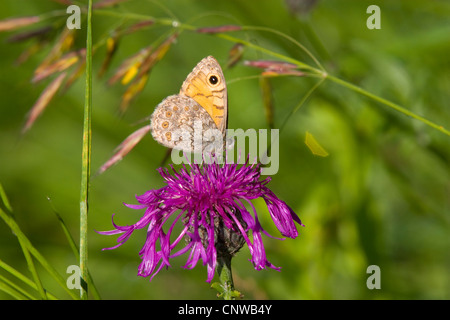 Wand, Wand Braun (Lasiommata Megera, Pararge Megera), sitzt auf einer Blume saugen Nektar, der Schweiz, Sankt Gallen Stockfoto