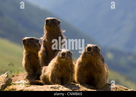 Alpen-Murmeltier (Marmota Marmota), Gruppe von vier Tieren sitzen vor der Höhle, Österreich, Nationalpark Hohe Tauern, Großglockner Stockfoto