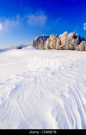 Wald Im Winter im Zürcher Oberland, Schweiz Stockfoto