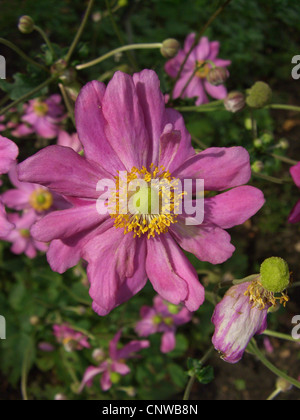 Japanische Anemone, japanische Windflower (Anemone Japonica, Anemone Hupehensis var. Japonica) Sorte Pamina Stockfoto