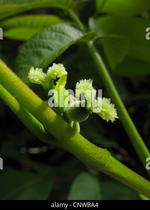 Walnuss (Juglans Regia), Blumen Stockfoto