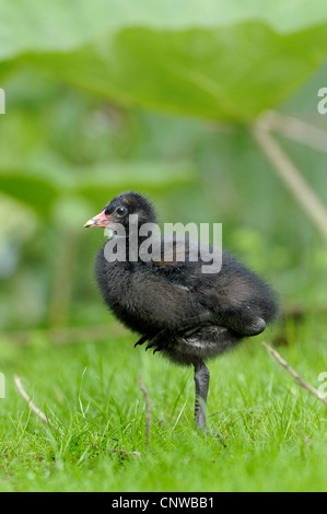 Teichhuhn (Gallinula Chloropus), Squeeker stehen auf einem Bein, Deutschland Stockfoto