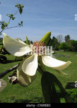 Japanische unten Magnolie, japanische Weißstämmige Magnolie (Magnolia Diarrhena, Magnolia Hypoleuca), Blume Stockfoto