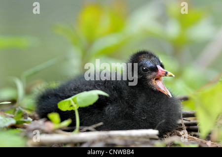 Teichhuhn (Gallinula Chloropus), ruft Squeeker, Deutschland Stockfoto