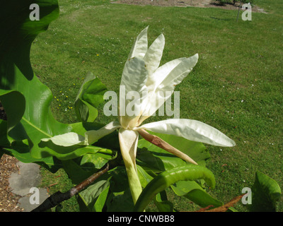 Regenschirm Magnolia, Umbrella Tree, Magnolia Sonnenschirm (Magnolia Tripetala), Blume Stockfoto