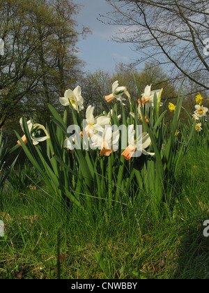 Narzisse (Narcissus Cotinga, Narcissus 'Cotinga'), Cyclamineus Narzissen, Sorte Cotinga auf einer Wiese Stockfoto