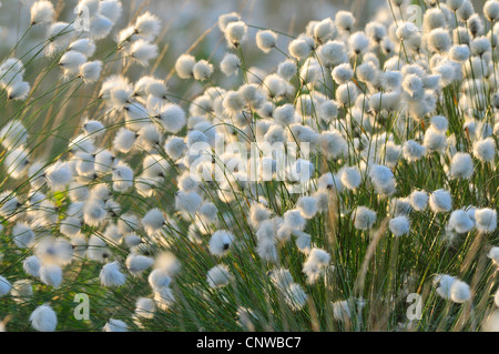 Grasbüschel Wollgras, Hares-Tail Wollgras (Wollgras Vaginatum), Storchschnäbel im Abendlicht, Deutschland Stockfoto