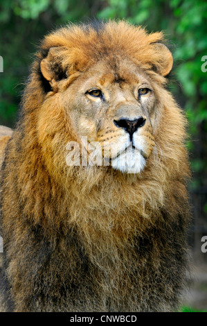 Löwe (Panthera Leo), Porträts Stockfoto