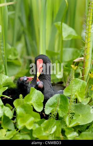 Teichhuhn (Gallinula Chloropus), Erwachsene, Fütterung der Küken, Deutschland Stockfoto